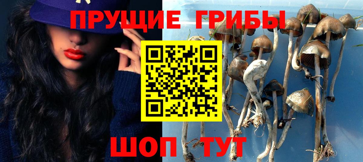 Усолье-Сибирское  Псилоцибиновые грибы Cubensis  Вход с VPN 